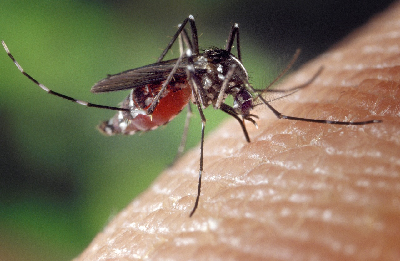 W jaki sposób możemy chronić się przed komarami?